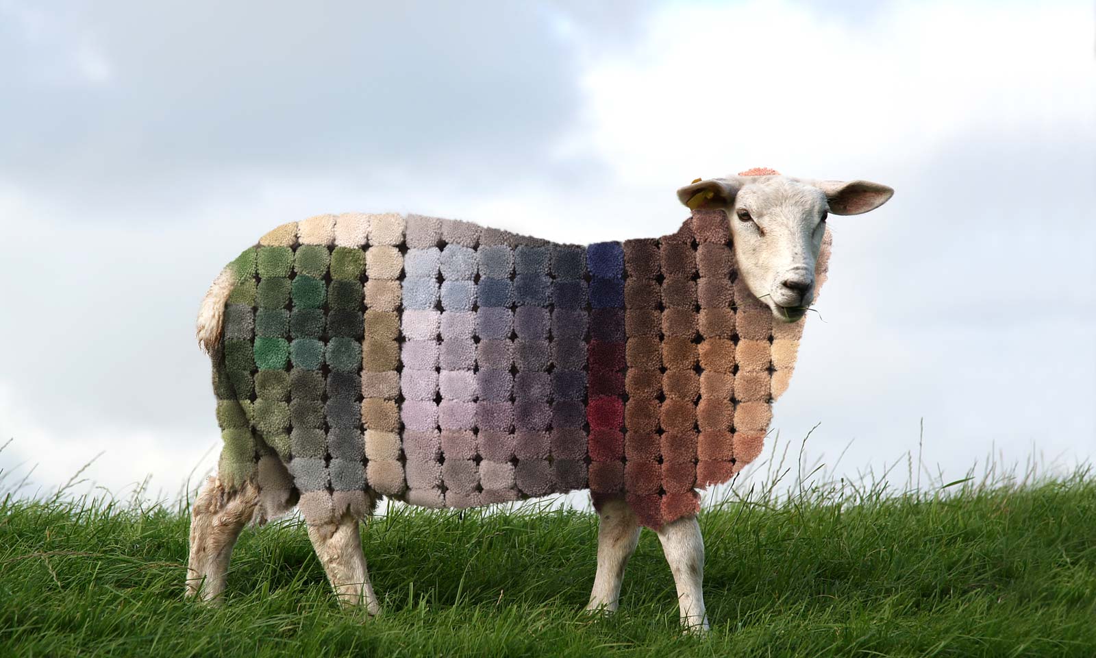 Image of Sheep with Multi-colored Wool Yarn for Wool Coat